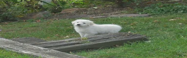 Flurry