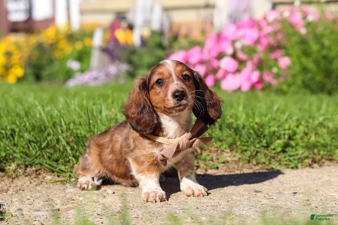 Dachshund dogs for sale: Benji - Ad 2