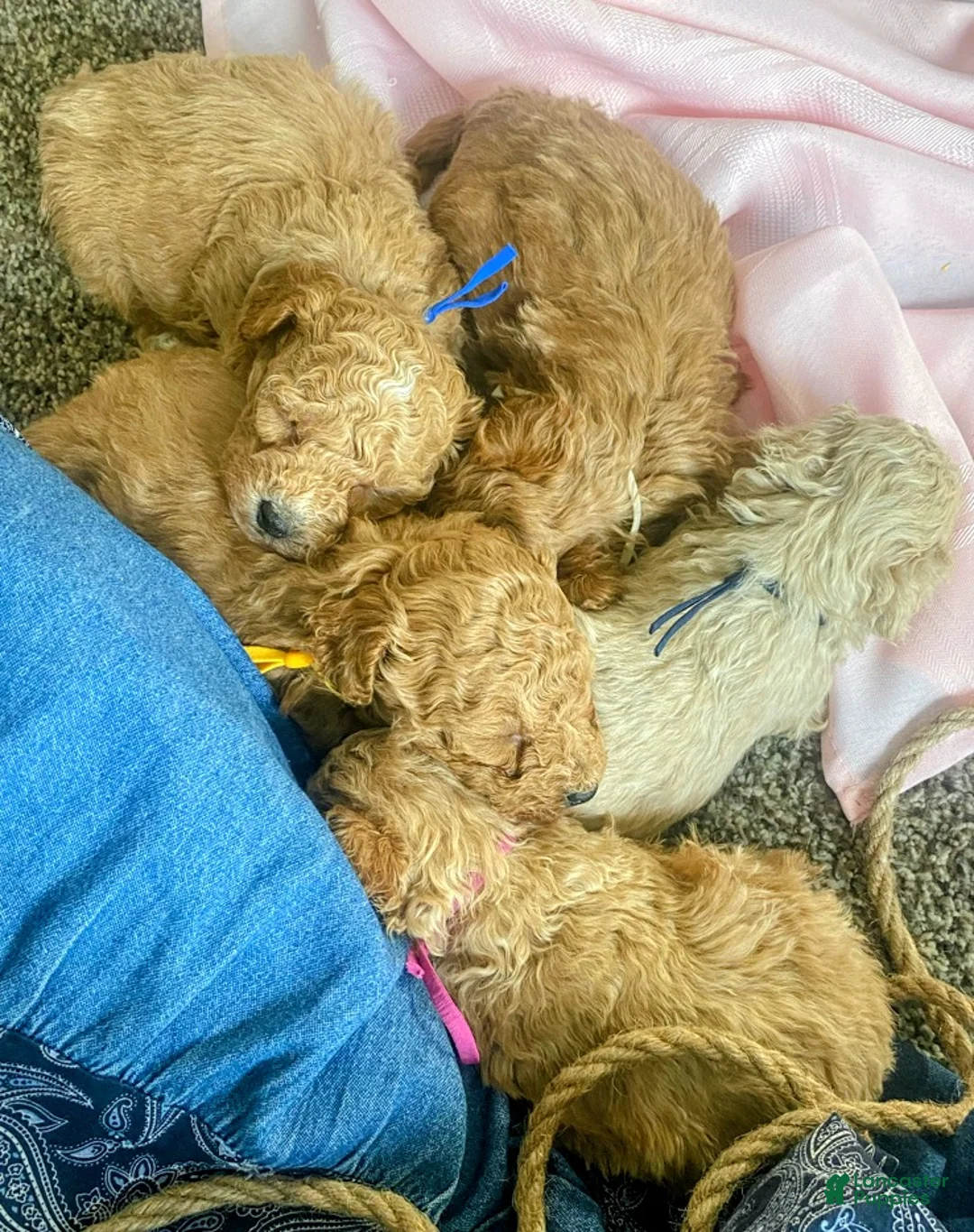 Toy Poodle dogs for sale: LITTLE ARCHIE - Ad 27