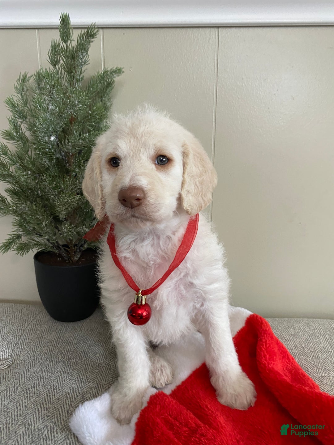 Labradoodle dogs for sale: Snowflake - Ad 11