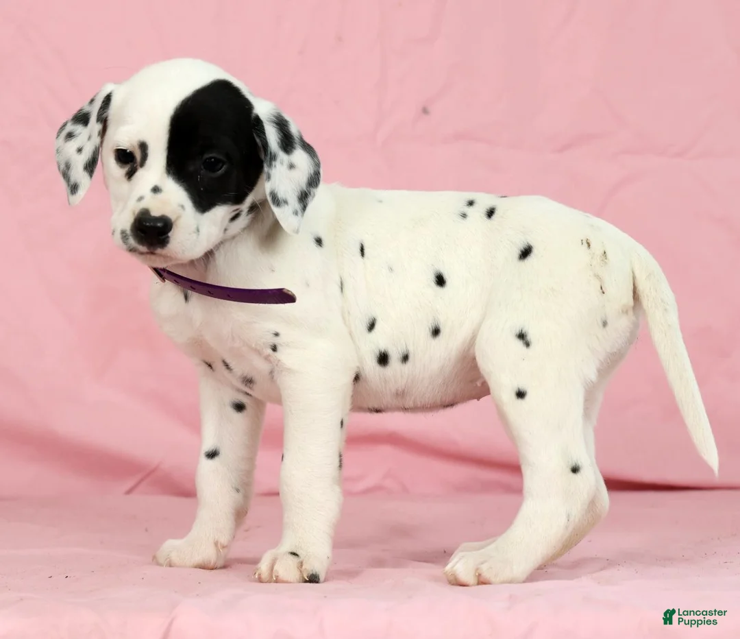 Dalmatian dogs for sale: Tulip - Ad 3