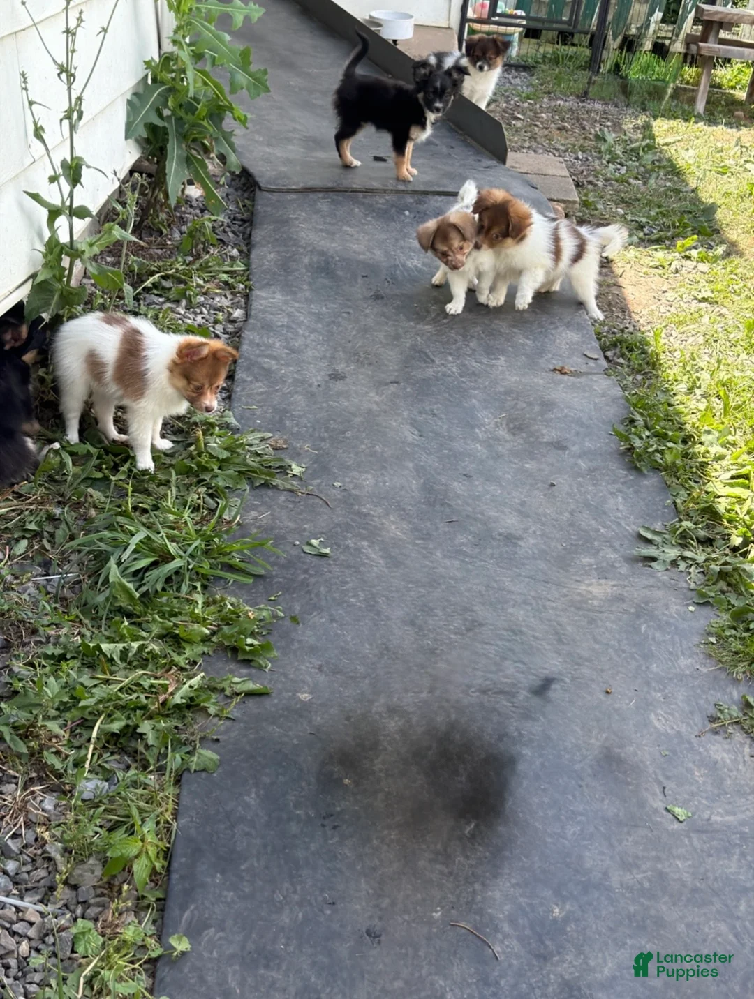 Mixed Breed dogs for sale: Mixed Breed 6 - Ad 1