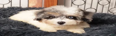 Gigi - Beautiful Female F1B Aussie Doodle 