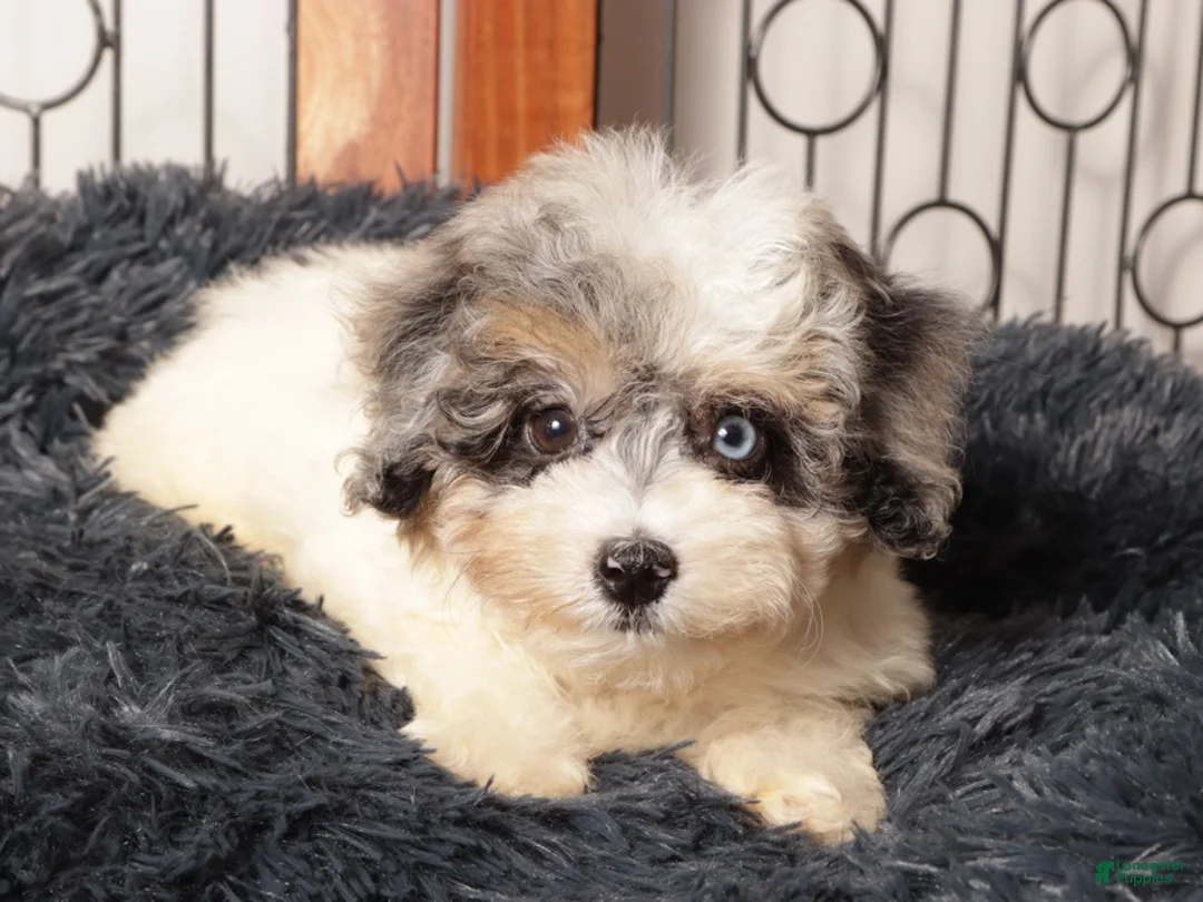 Mini Aussiedoodle dogs for sale: Gigi - Beautiful Female F1B Aussie Doodle  - Ad 1