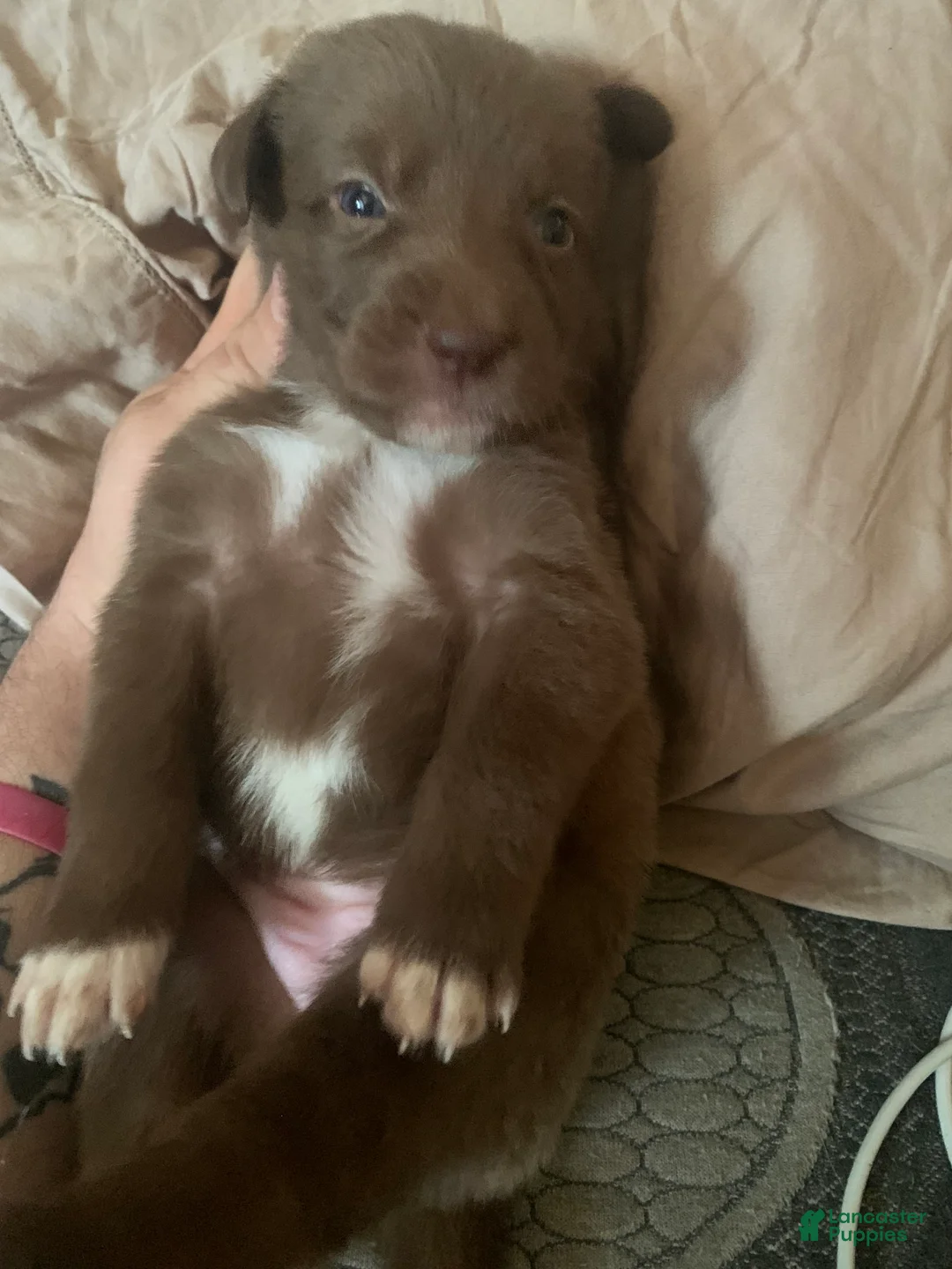 Australian Shepherd dogs for sale: Australian Shepherd 5 - Ad 1
