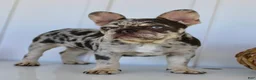 French Bulldog dogs for sale: Dillon - Ad 4