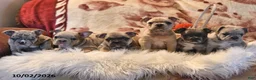Frenchton dogs for sale: Pepper - Ad 5