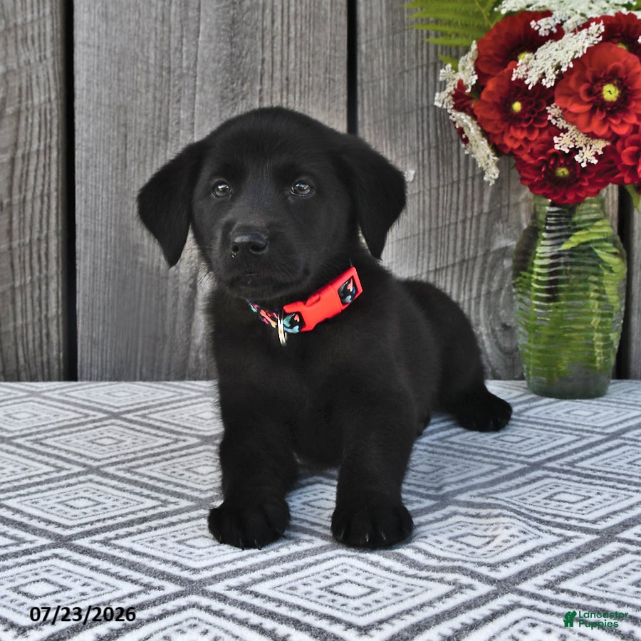 Mixed Breed dogs Missy - Ad 1