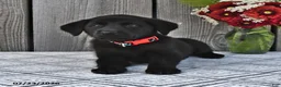 Mixed Breed dogs for sale: Missy - Ad 1