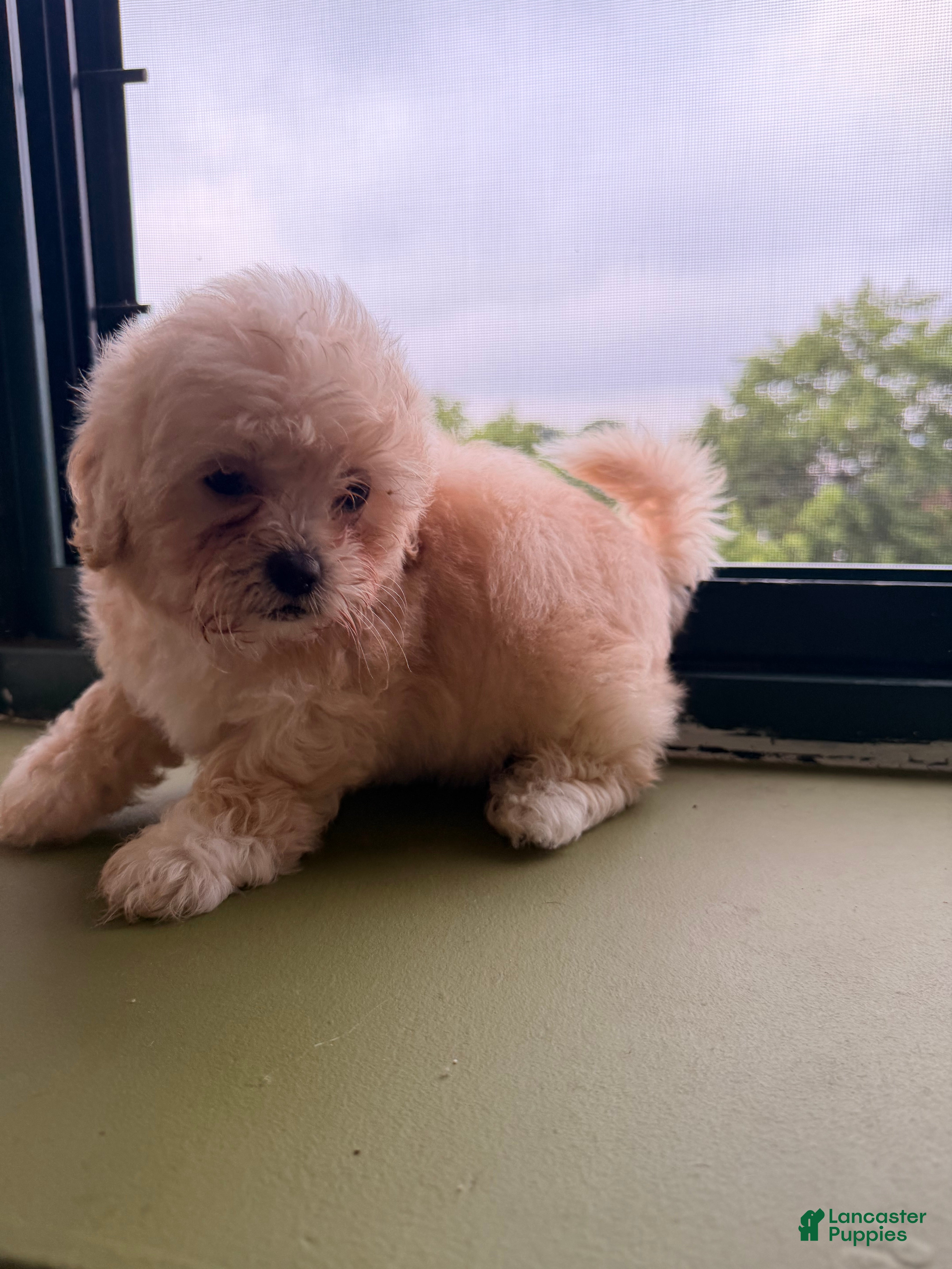 Shihpoo dogs Bam Bam - Ad 1