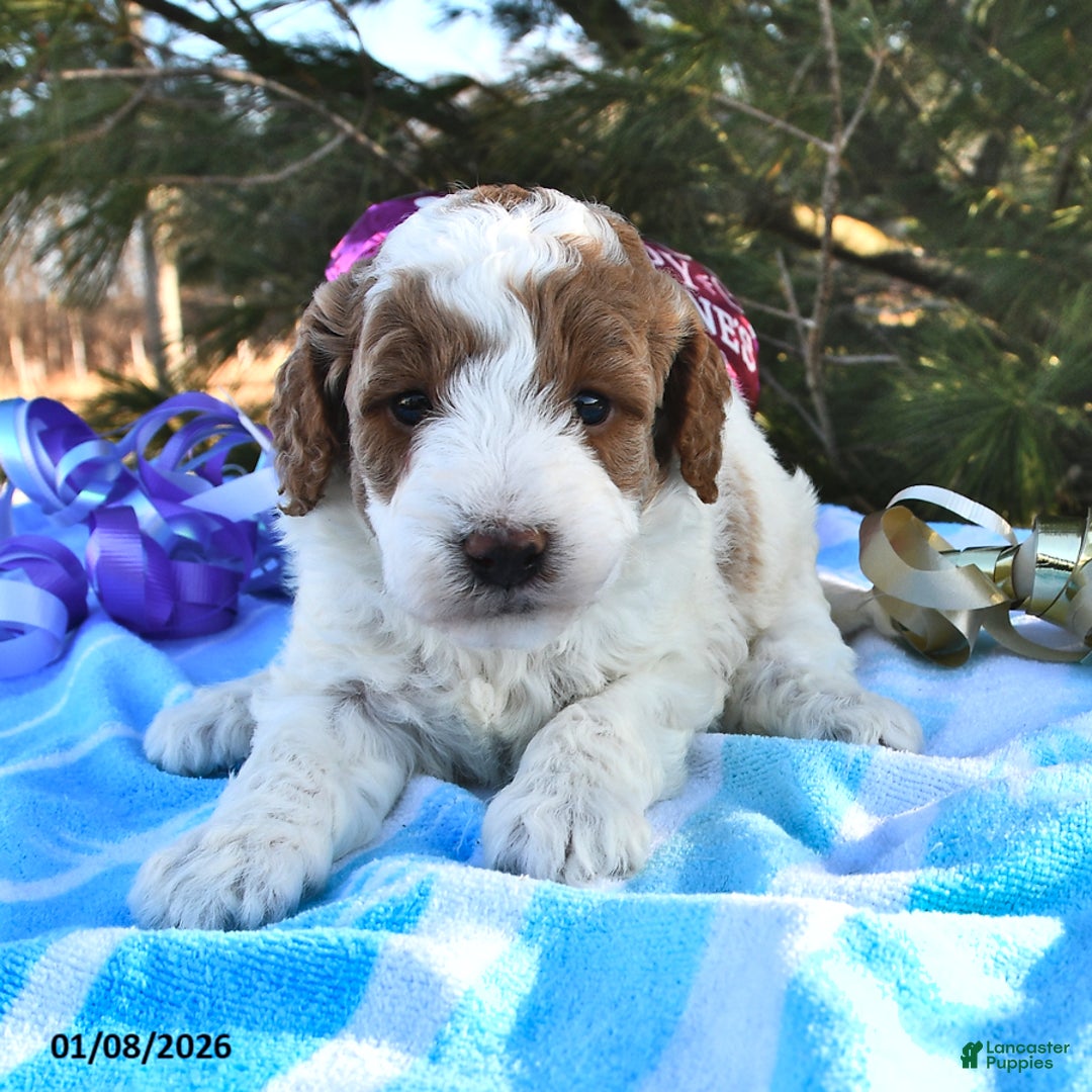 Mini Goldendoodle dogs for sale: Oakley - Ad 1