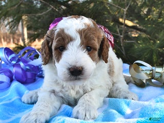 Mini Goldendoodle dogs Oakley - Ad 5