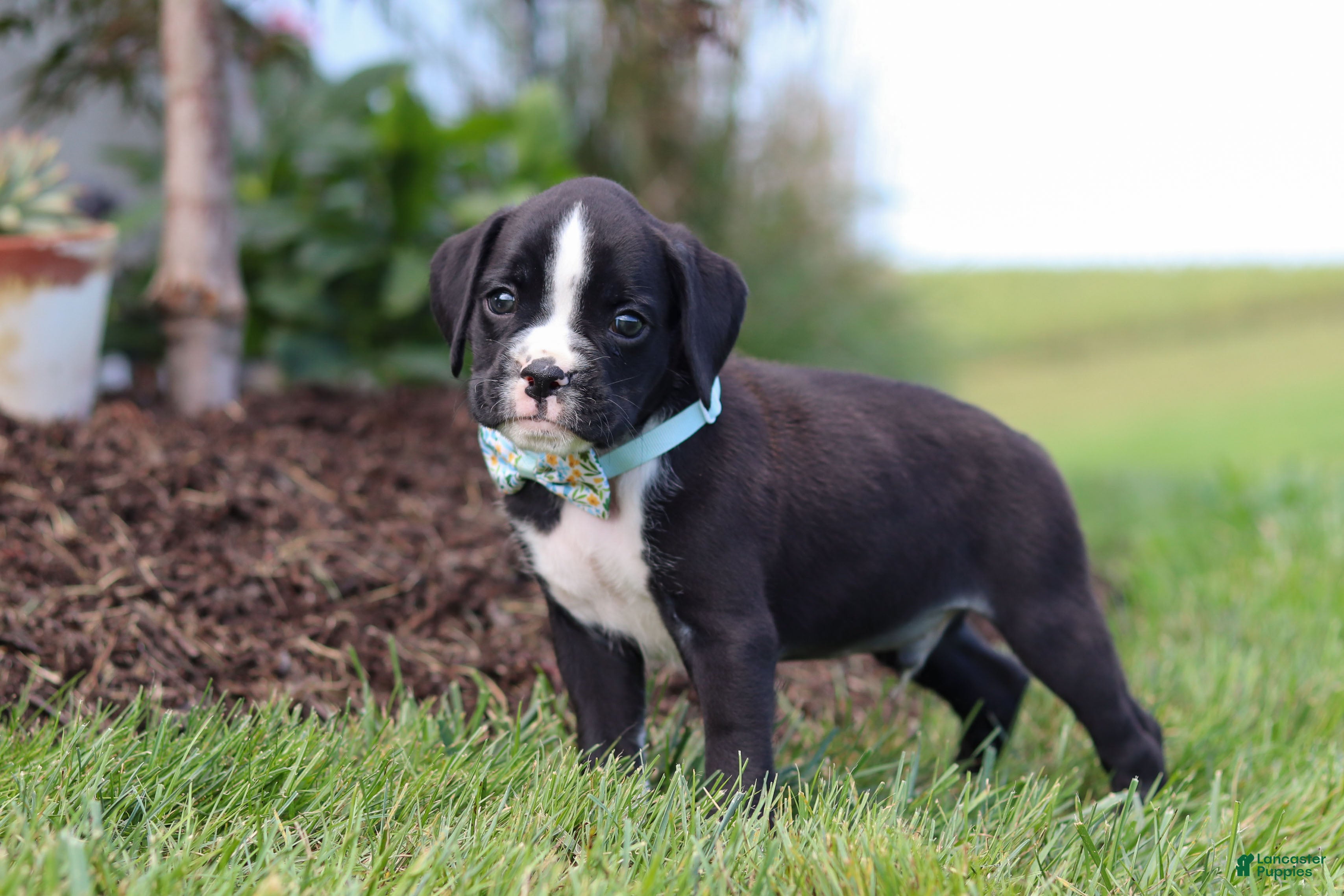 Boxer dogs Lance - Ad 1