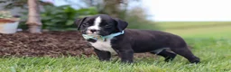 Boxer dogs for sale: Lance - Ad 7