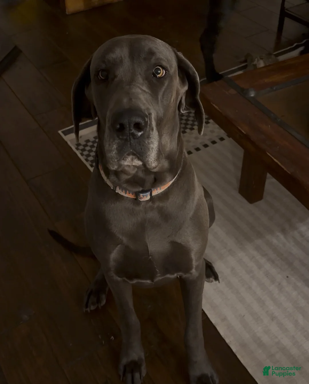 Great Dane dogs for sale: Yellow Great Dane Girl 2 - Ad 4