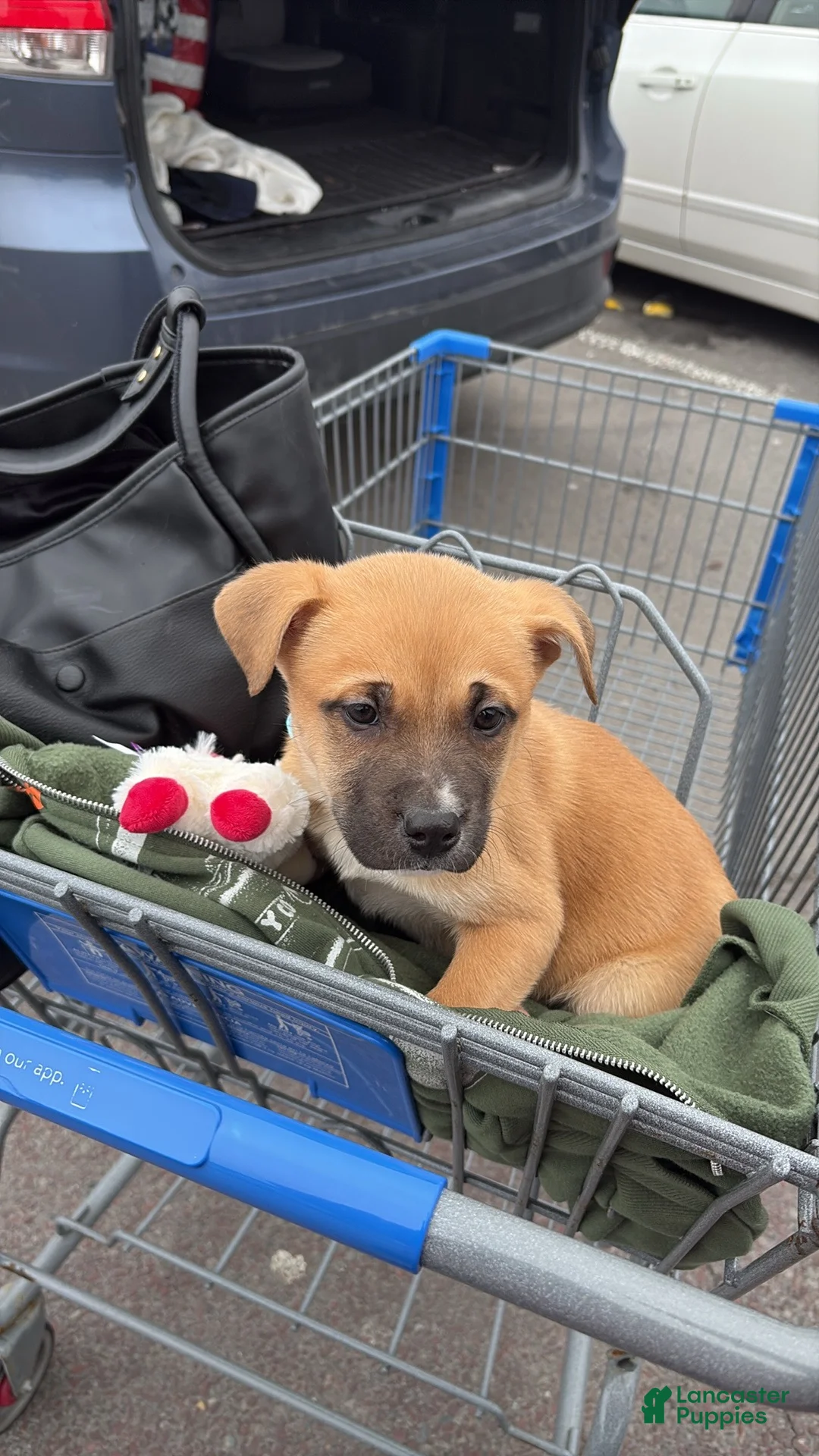 Mixed Breed dogs for sale: Mixed Breed Puppy 1 - Ad 2