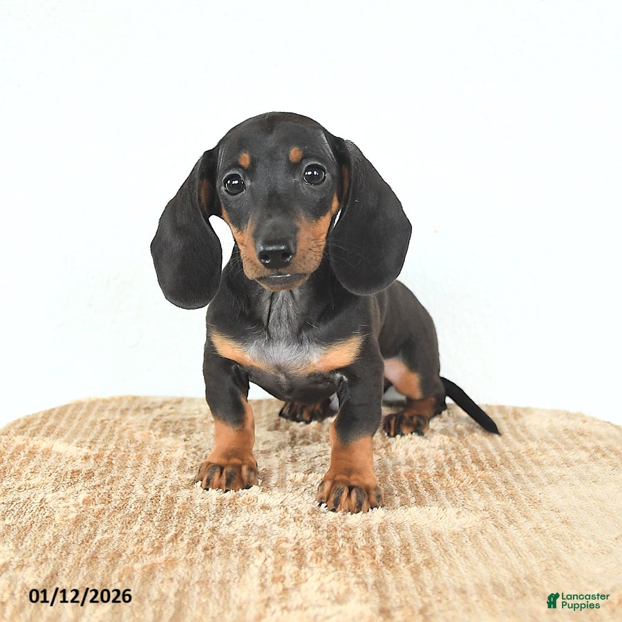 Miniature Dachshund dogs Scamper - Ad 2