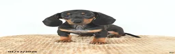 Miniature Dachshund dogs for sale: Scamper - Ad 2