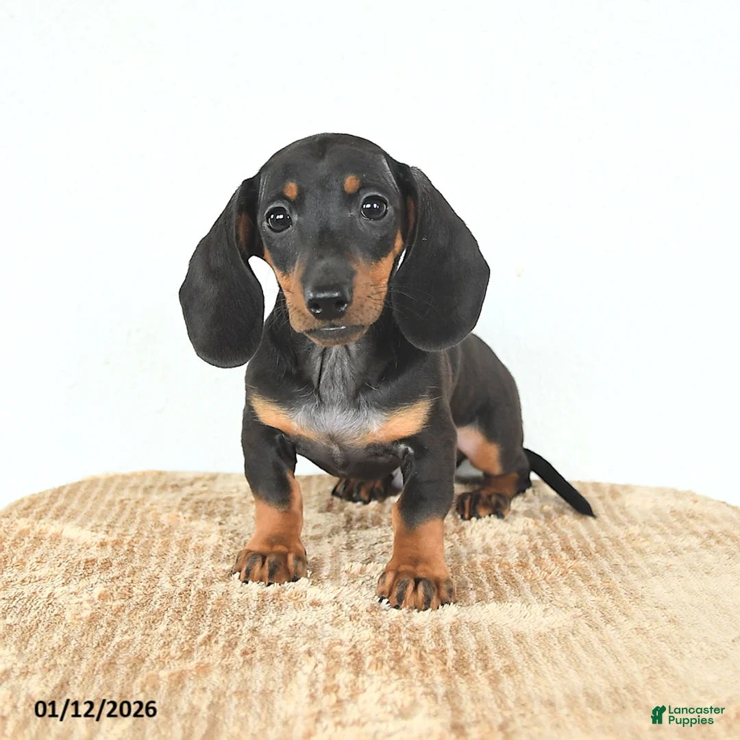 Miniature Dachshund dogs for sale: Scamper - Ad 2