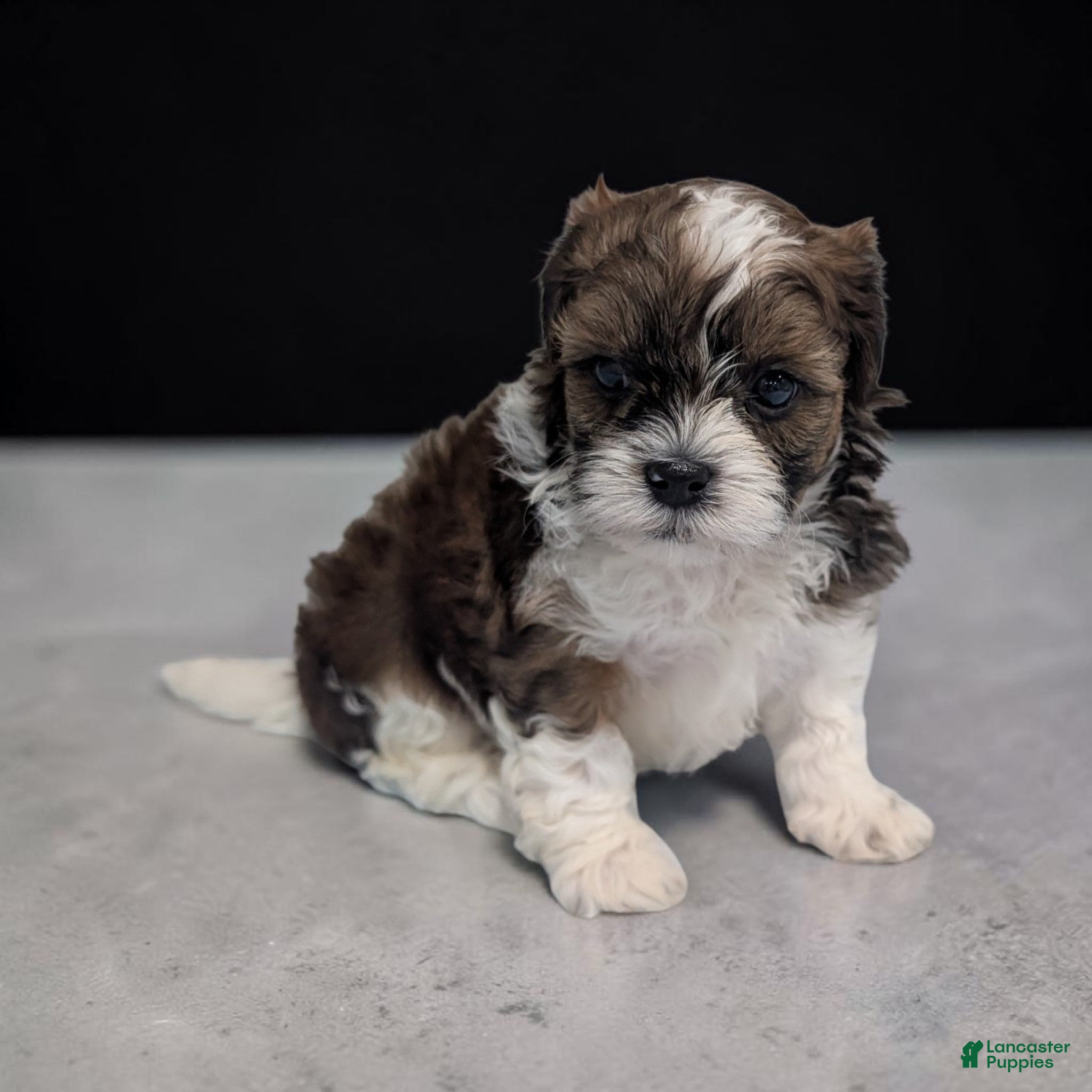 Shihpoo dogs Teddy - Ad 2