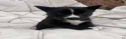 Mixed Breed dogs for sale: Shadow - Ad 3
