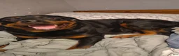 Rottweiler dogs for sale: Rottweiler Puppy 1 - Ad 3