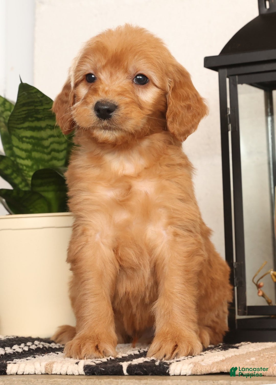 Mini Goldendoodle dogs for sale: Melvin - Ad 6