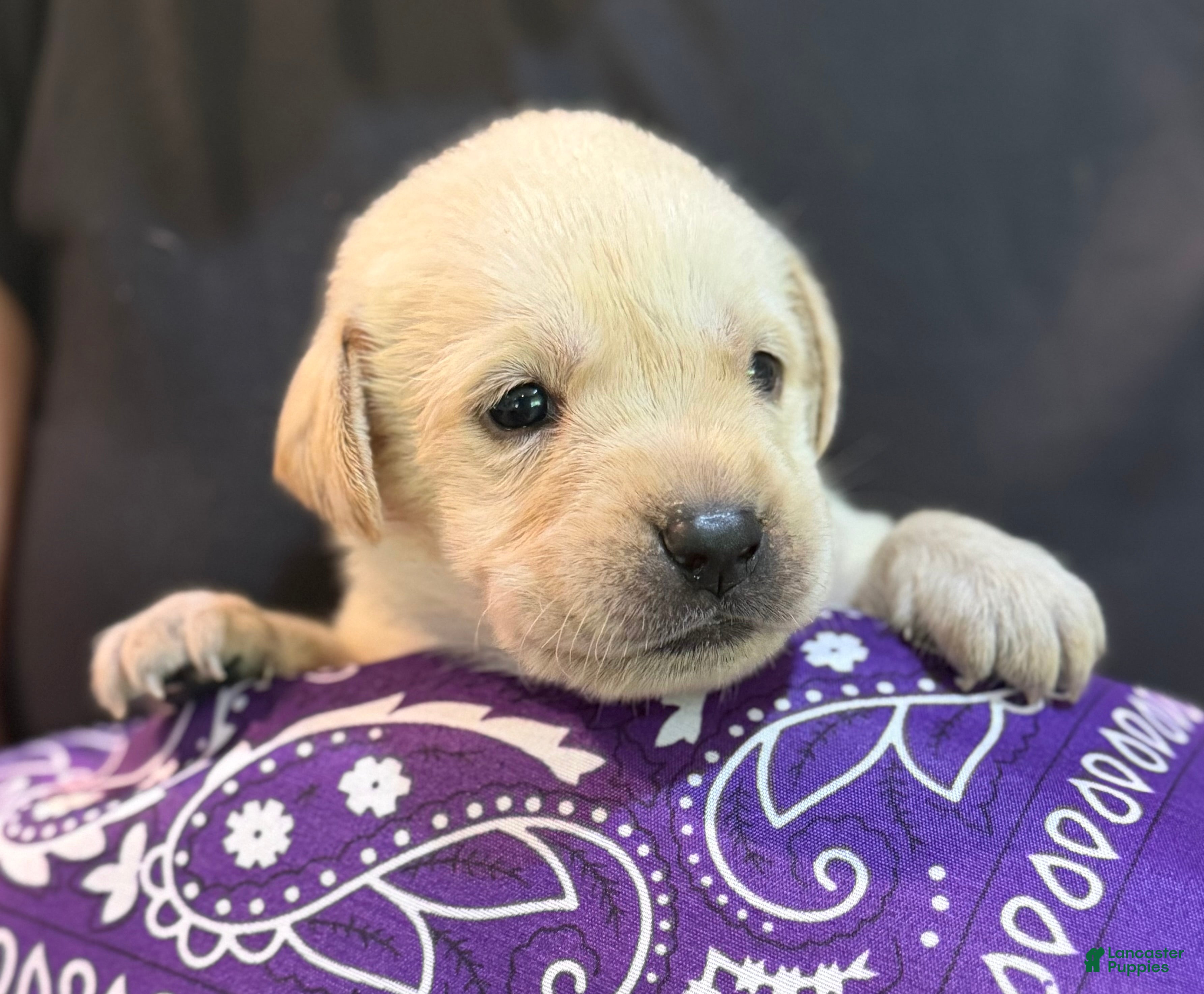 Labrador Retriever dogs Purple - Ad 1