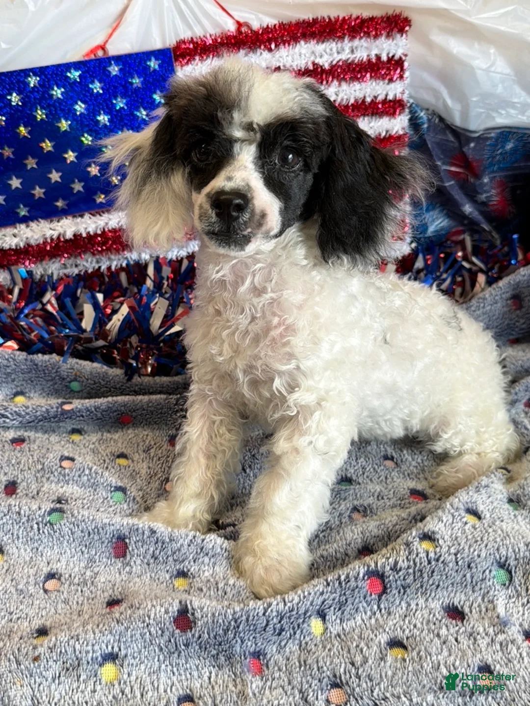 Toy Poodle dogs for sale: Bandit - Ad 4