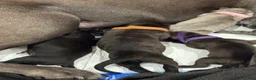 Cane Corso dogs for sale: Cane Corso 1 - Ad 2