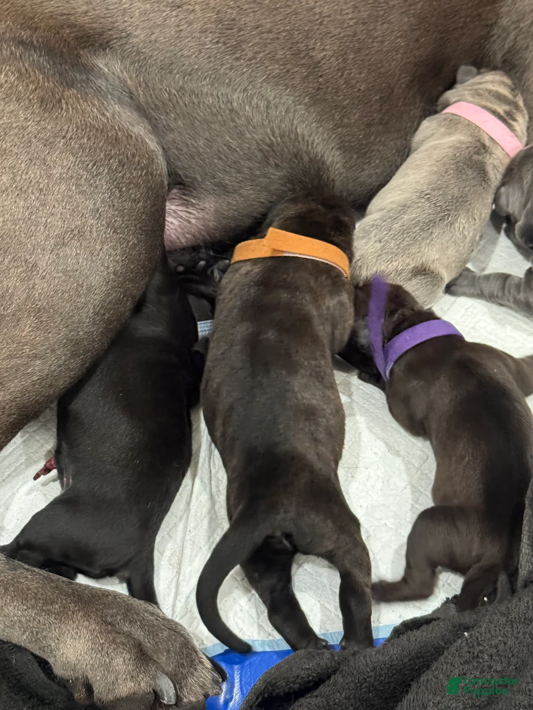 Cane Corso dogs for sale: Cane Corso 1 - Ad 2