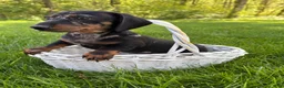 Dachshund dogs for sale: Thor - Ad 3