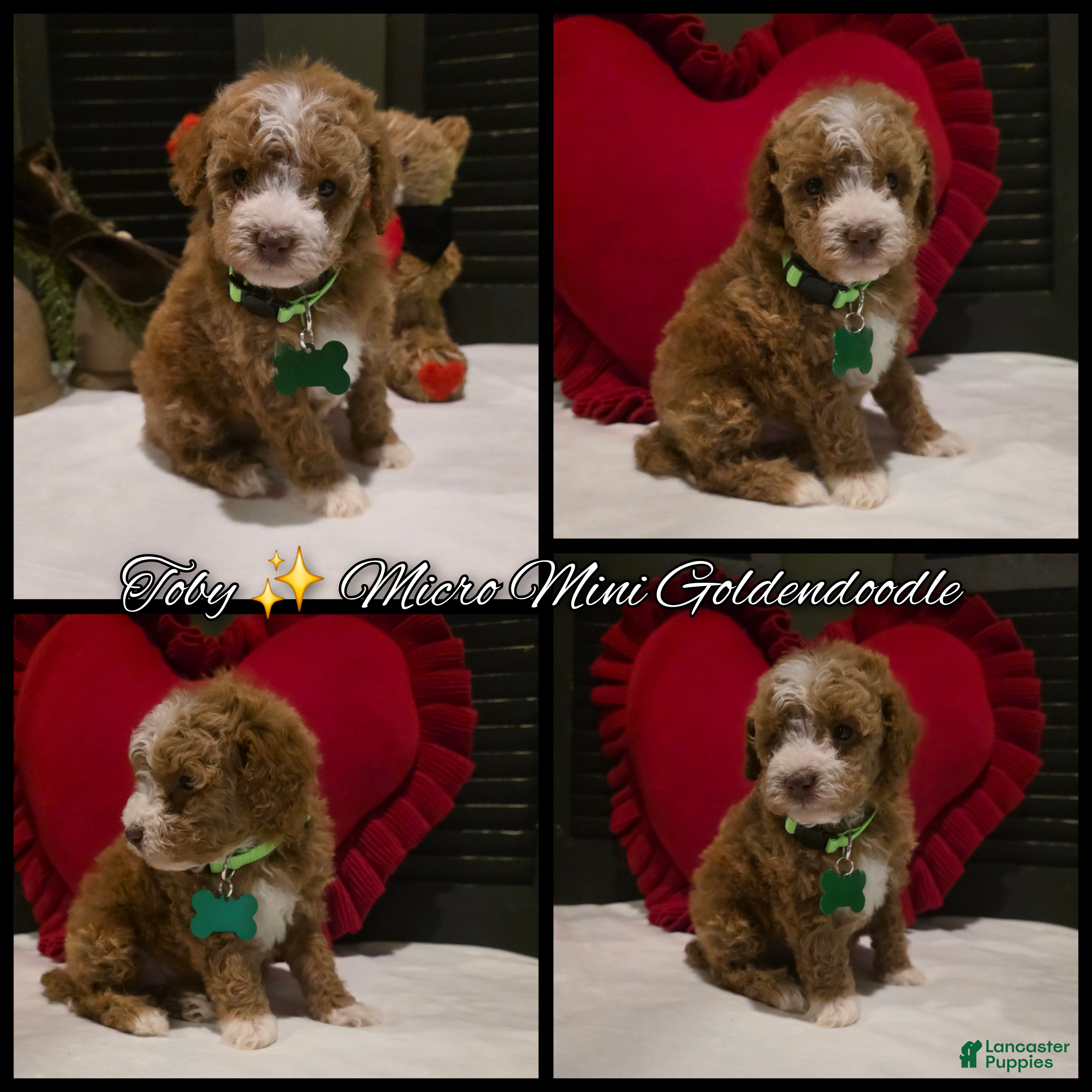 Mini Goldendoodle dogs Toby - Ad 2