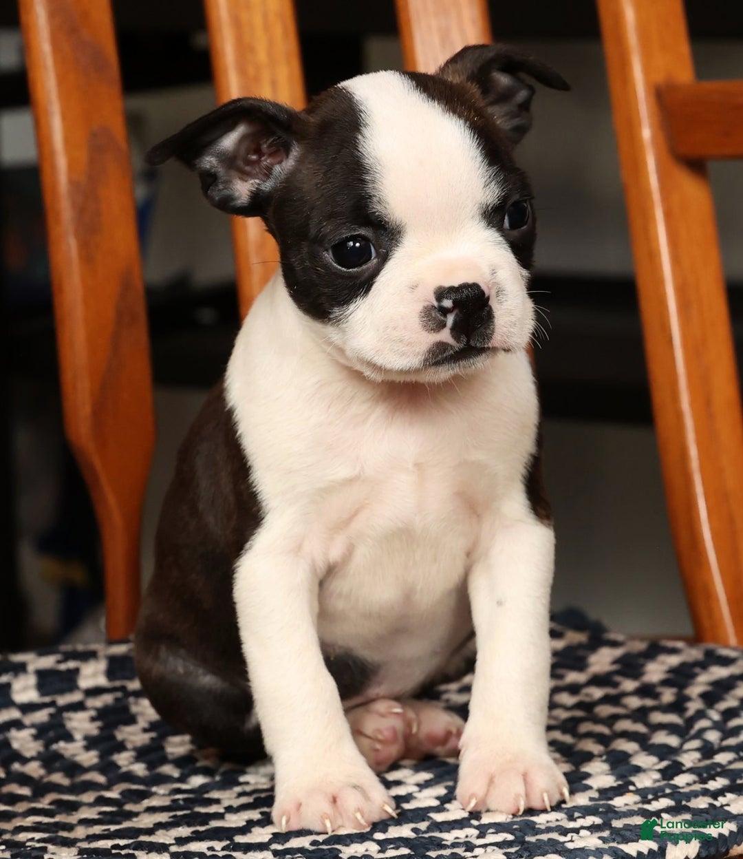 Boston Terrier dogs for sale: Susie - Ad 8