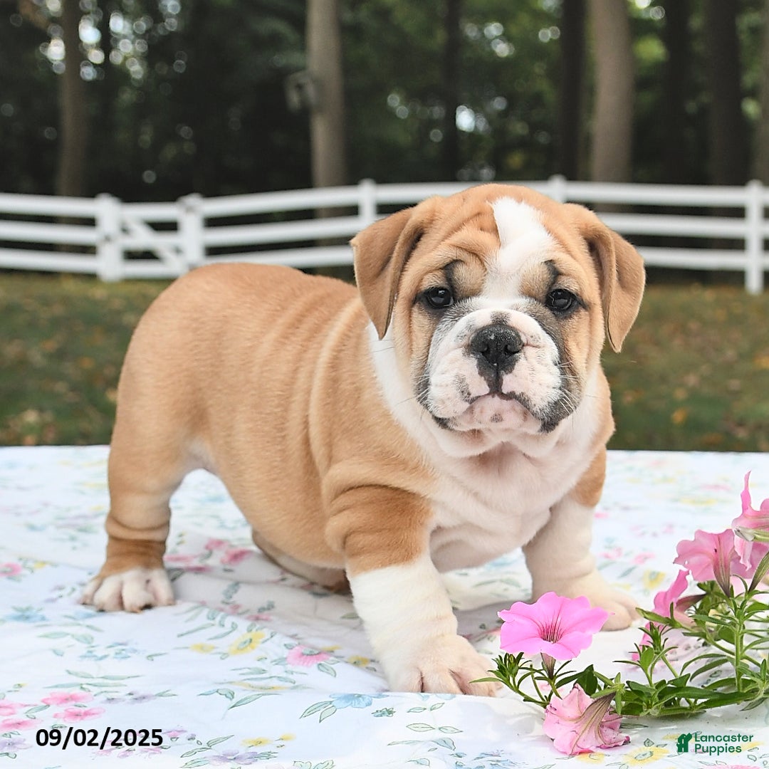 Mixed Breed dogs for sale: Bruce - Ad 10