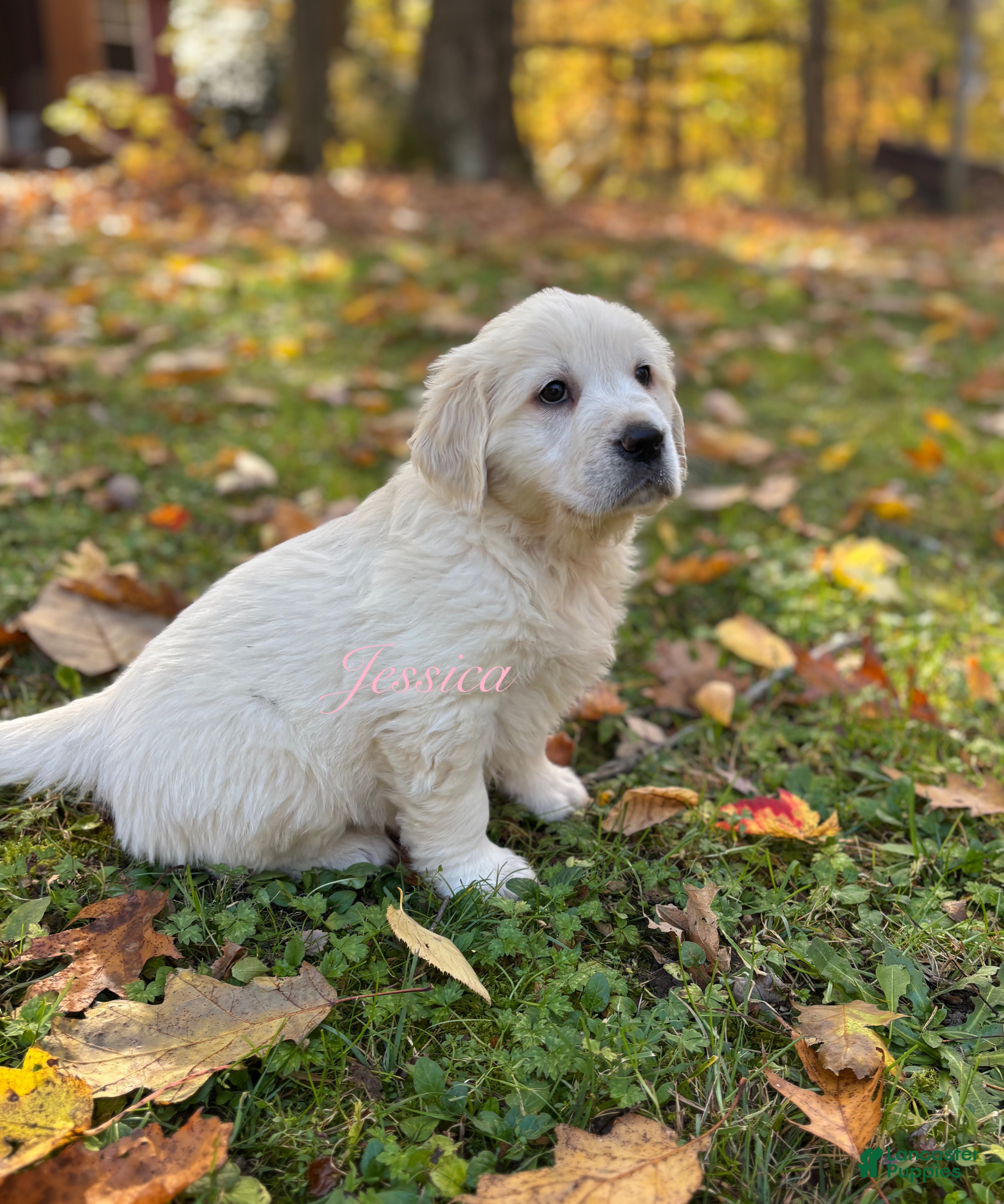 Golden Retriever dogs for sale: Jessica  - Ad 26
