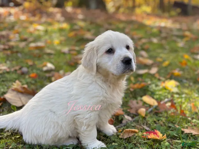 Golden Retriever dogs for sale: Jessica - Ad 26