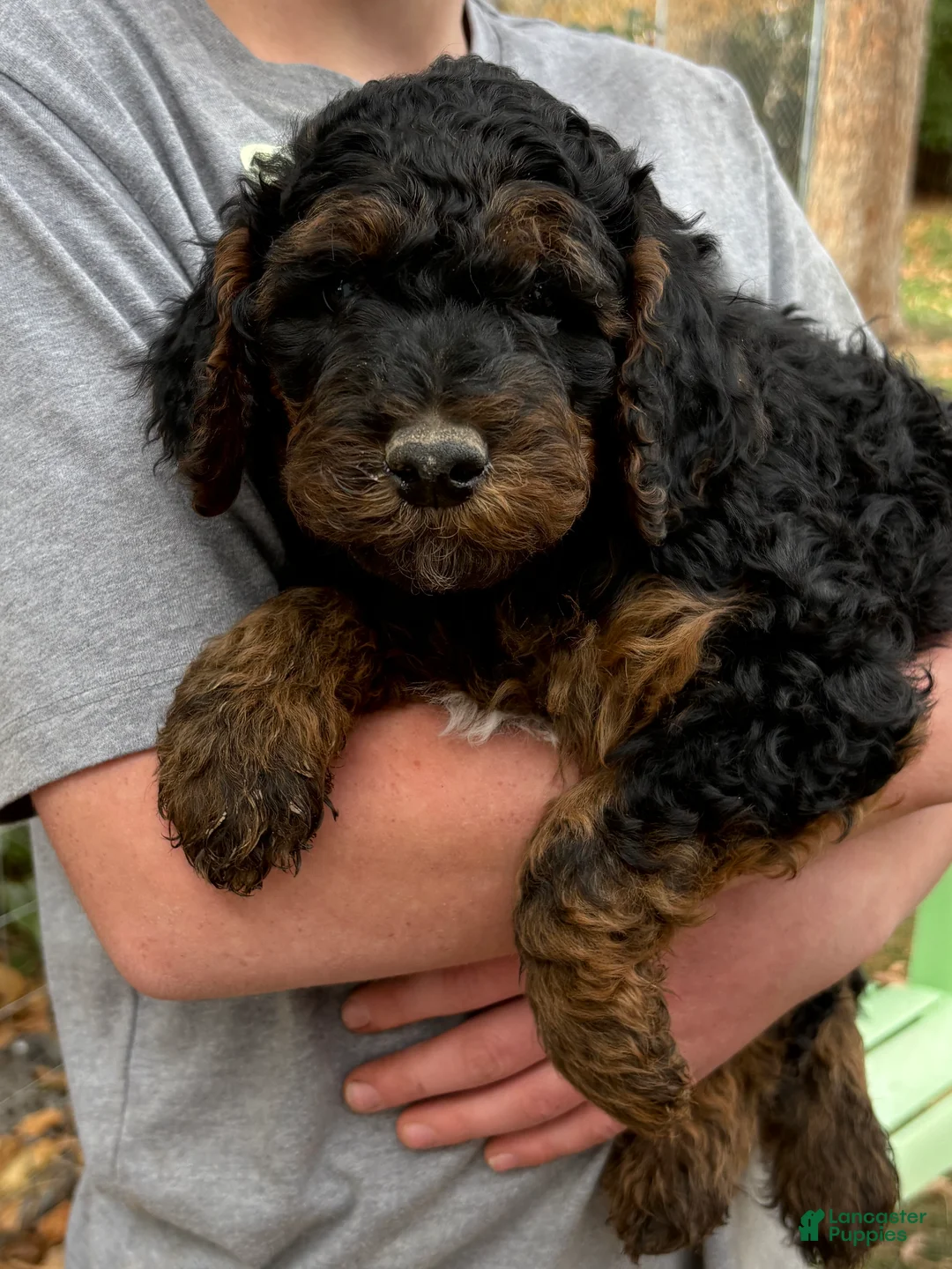 Mixed Breed dogs for sale: Eddie – Merle Male Mini Bernedoodle | Easy-Going & Laid-Back | Brown, Black & White Chest - Ad 2