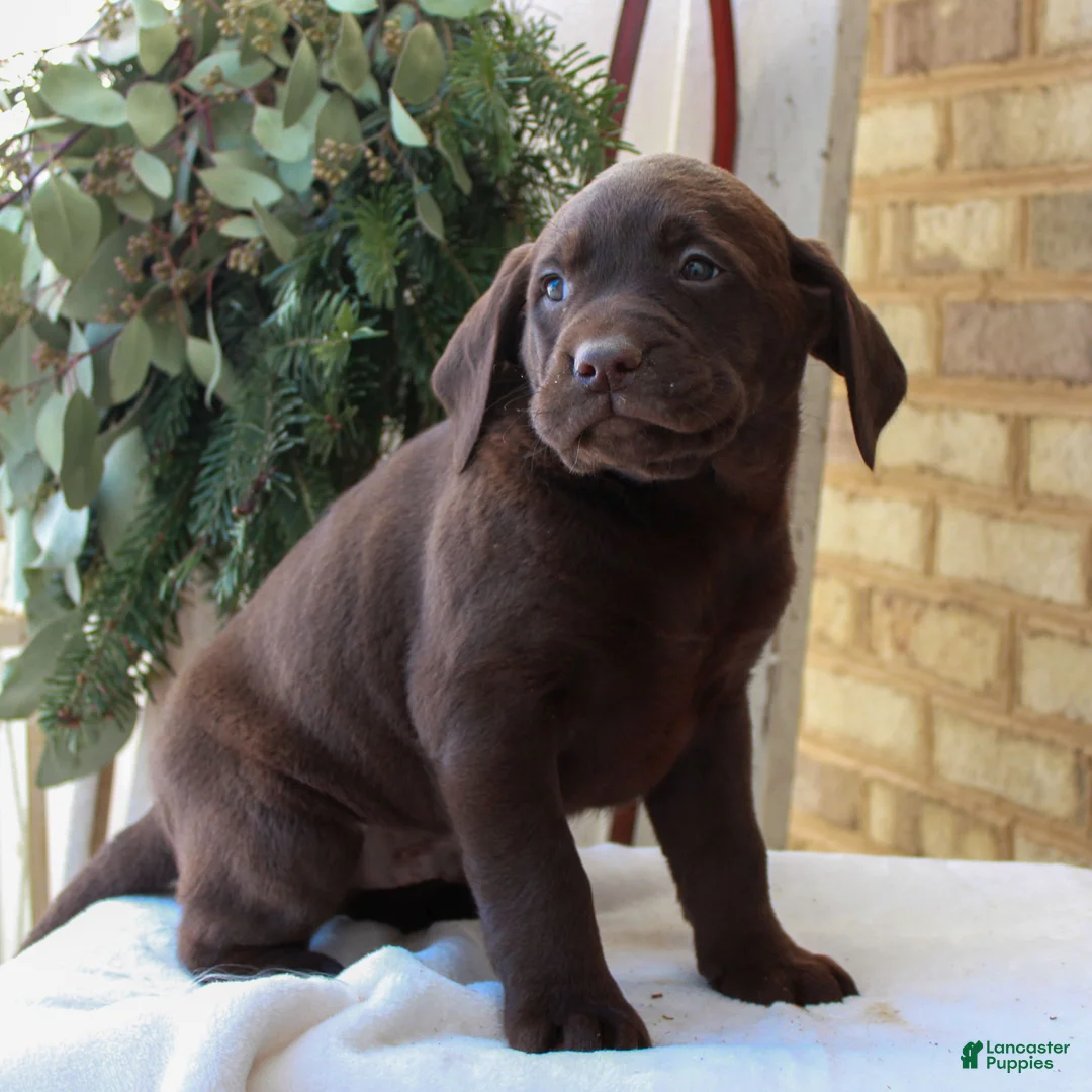 Labrador Retriever dogs for sale: Benny  - Ad 2