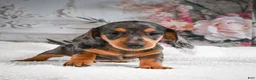 Miniature Dachshund dogs for sale: AKC-Gina - Ad 5