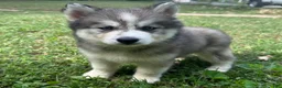 Siberian Husky dogs for sale: Chelsea - Ad 5