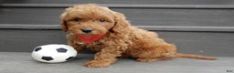 Mini Goldendoodle dogs for sale: Evan - Ad 6