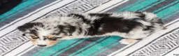 Australian Shepherd dogs for sale: Tulip - Ad 8