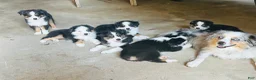 Miniature Australian Shepherd dogs for sale: Sunny  - Ad 5