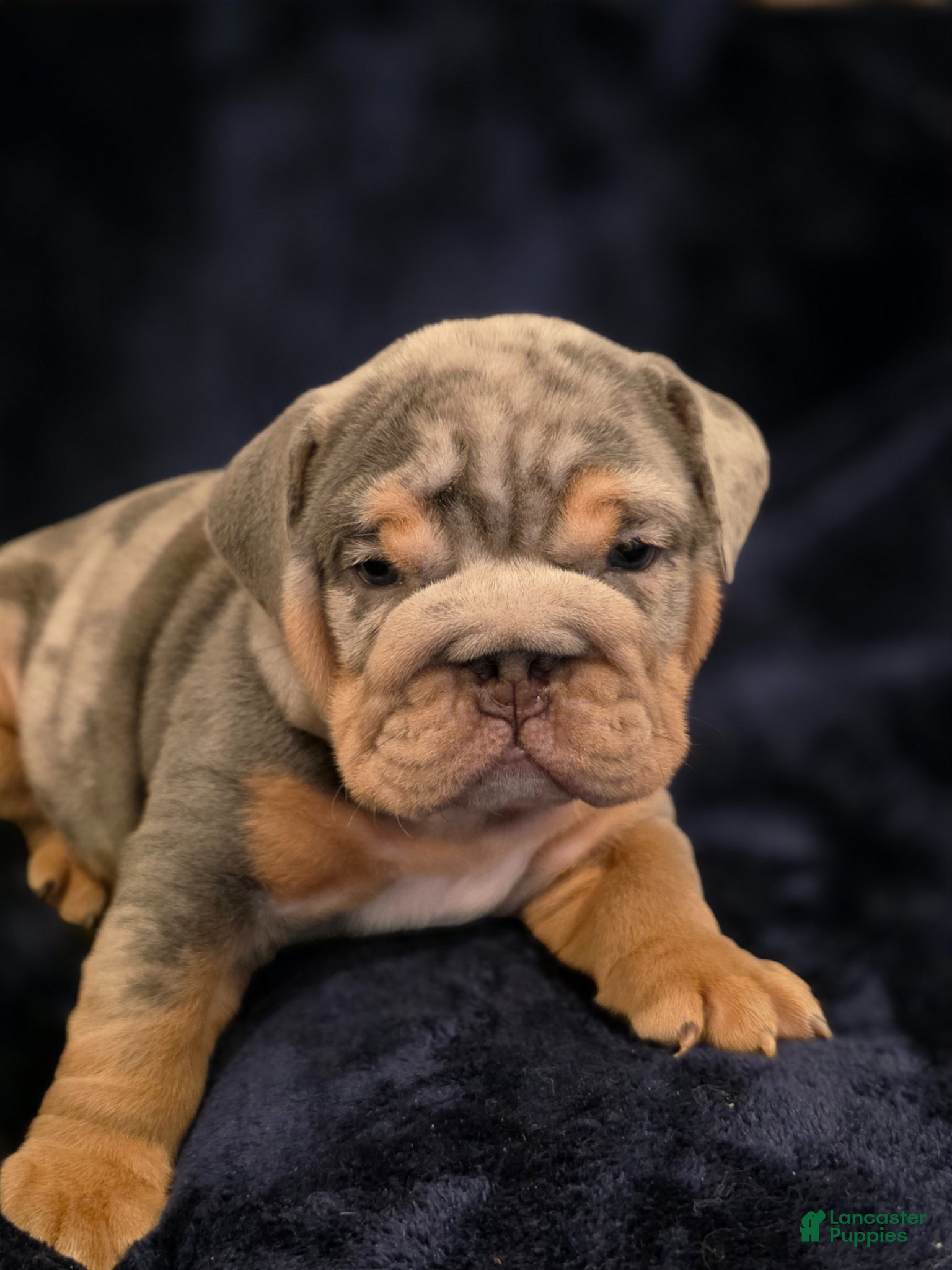 English Bulldog dogs for sale: Poseidon - Ad 2