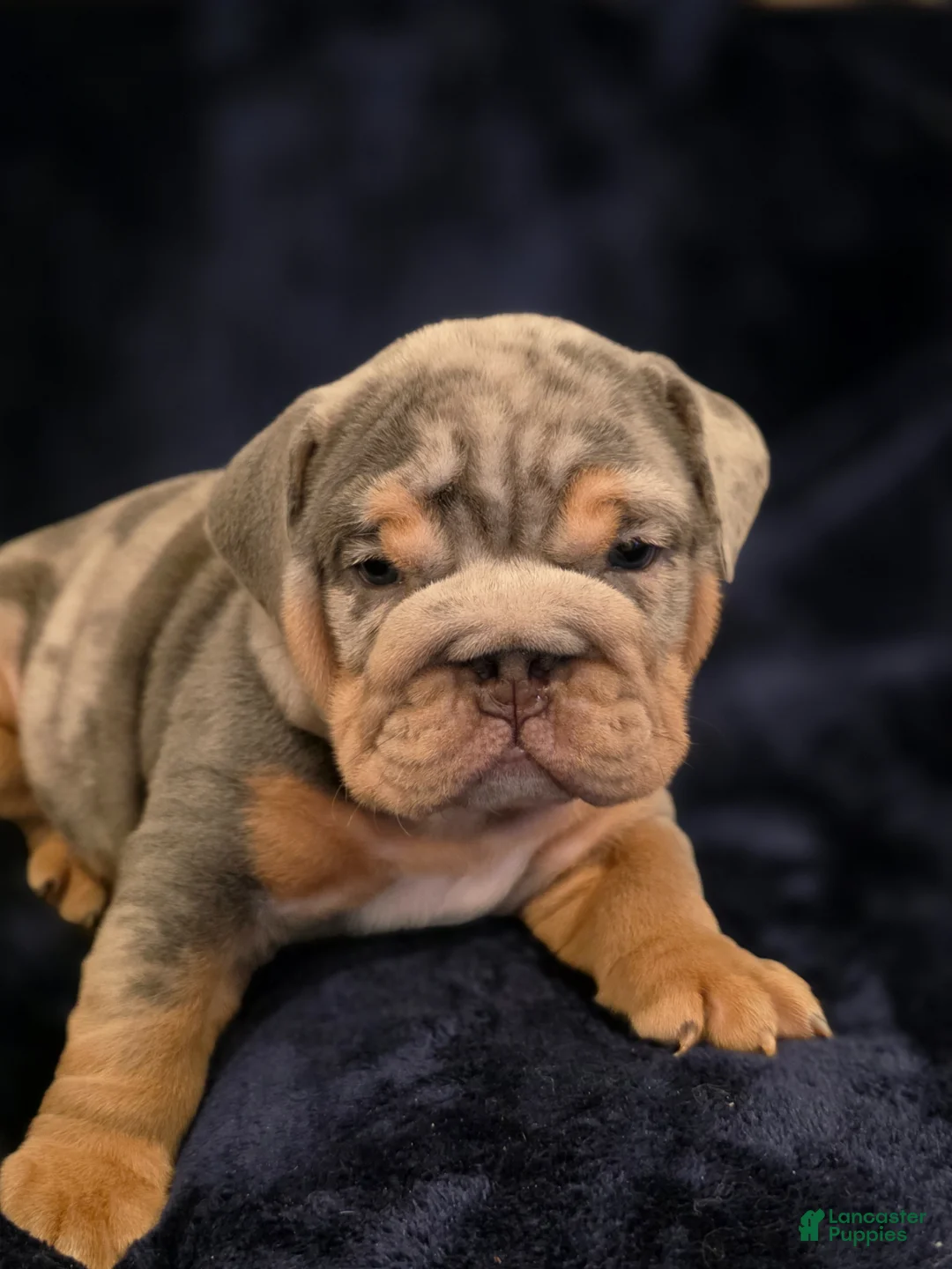 English Bulldog dogs for sale: Poseidon - Ad 1