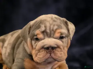 English Bulldog dogs for sale: Poseidon - Ad 2