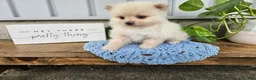 Pomeranian dogs for sale: Ivory - Ad 5