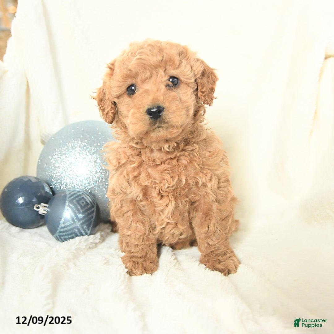 Cavapoo dogs for sale: Jinger - Ad 3