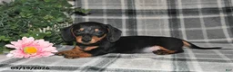 Miniature Dachshund dogs for sale: Conner - Ad 4